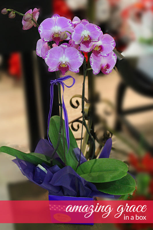 Phalaenopsis Orchids (Purple/White)