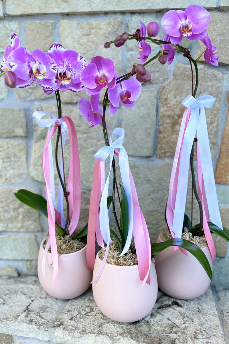 Pink Orchid in Pink Ceramic