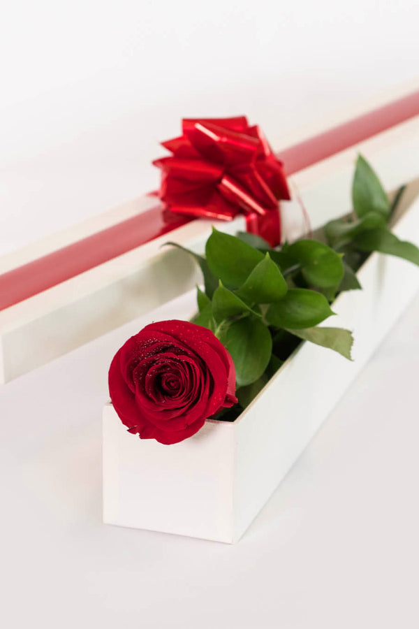 A Perfect Colombian Rose In Gift Box