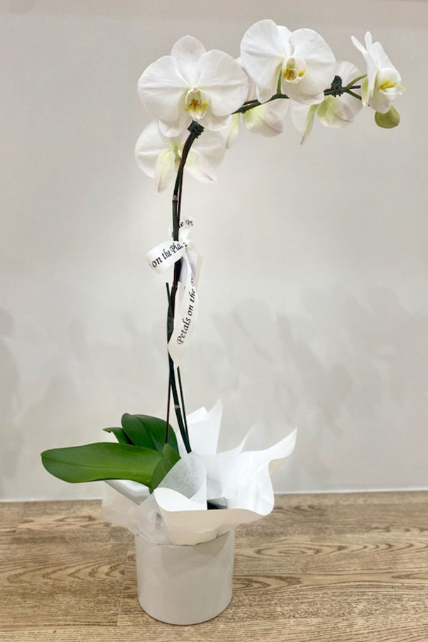 Phalaenopsis Orchids (Purple/White)