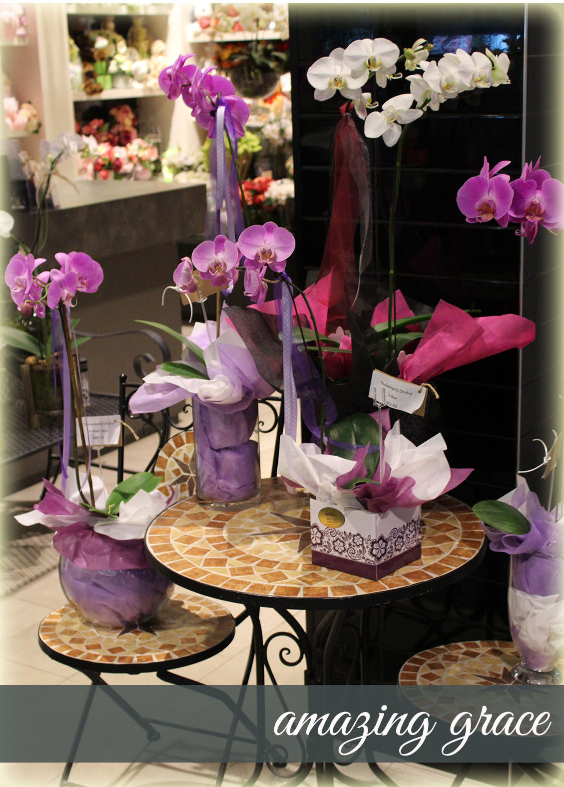 Phalaenopsis Orchids (Purple/White)