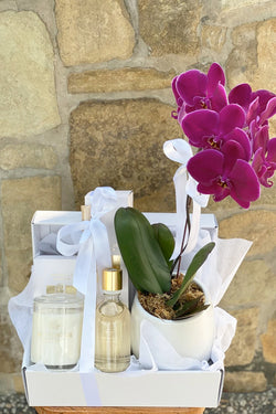 Phalaenopsis Orchid Plant, Glasshouse Candle and Diffuser