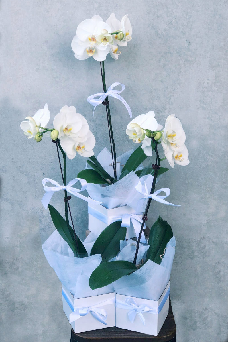 Phalaenopsis Orchids (Purple/White)